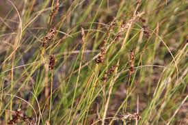 Image result for Carex mildbraediana
