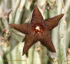 Image result for Gomphocarpus semilunatus