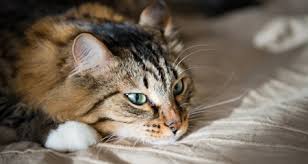 Lethargy can lead to vomiting, diarrhea, dehydration and even weight gain. 10 Signs Your Cat Is Stressed Petcoach