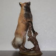 Considering the stuffed animal as both creature of comfort and decorative object. Amazon Com Siberian Cross Fox Taxidermy Mount Taxidermied Mounted Stuffed Animals For Sale Real Decor Lifesize St4275 Sports Outdoors