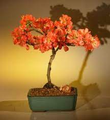 Chaenomeles speciosa 'texas scarlet' in bloom photo courtesy of netps plant finder a smaller shrub featuring brilliant hot. Japanese Flowering Quince Bonsai Tree Super Red Chaenomeles Japonica Moned