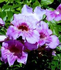 Image result for Podranea