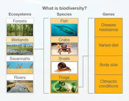 Ess Topic 3 1 Introduction To Biodiversity Amazing World Of Science With Mr Green