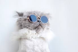 Cool Kediler Icin Isim Onerileri En Havali Kedi Isimleri Kediler Heymypet
