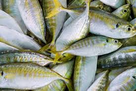 Berasal dari malaysia yang biasanya ditemukan di bukit merah, johor, trengganu dan perak. Ikan Selar Harganya Murah Renyah Dan Kaya Gizi Lensapena