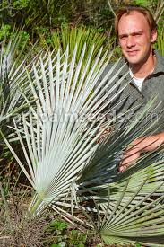 Image result for Triumfetta brachyceras