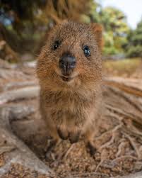 Rottnest Island Western Australia Animals Cute Animals Quokka