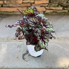 Image result for Begonia