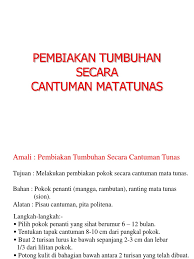 Cantuman mata tunas anak pokok durian dan rambutan.amalan ladang: 8 Cantuman Matatunas 1