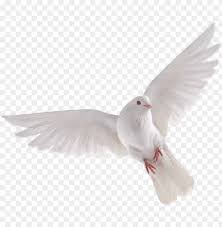 Bird Hd Png Transpa Images Pluspng Eid Background Picsart Png Image With Transparent Background Png Free Png Images Eid Background Photo Background Images Hd Iphone Background Images