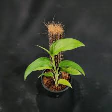 Image result for Laggera gracilis