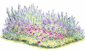 Perennial Flowers How To Grow And Care For Perennials The