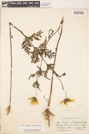 Image result for Senecio maranguensis