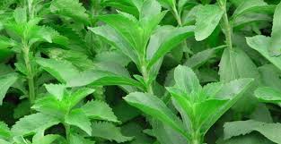 Tradicionalmente, algunas plantas se han utilizado por sus propiedades hipoglucemiantes, es decir, que ayudan a reducir los niveles de glucosa en sangre, algunas incluso, han sido estudiadas demostrando sus cualidades, pese a que aún, hace falta más. Stevia Un Edulcorante Natural Apto Para La Diabetes Ecocosas