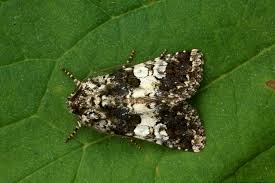 Image result for Hadena compta