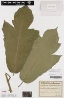 Image result for Ficus variifolia