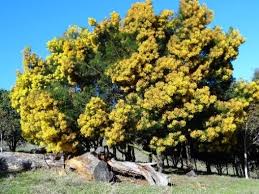 They bear pale yellow colour flowers and draw a lot of bees to them. Ten Most Common Australian Trees Worlderz Com