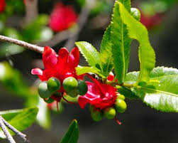 Image result for Ochna serrulata