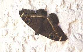 Papillons De Nuit 10 Trucs Pour Les Eloigner Papillon De Nuit Papillon Nuit