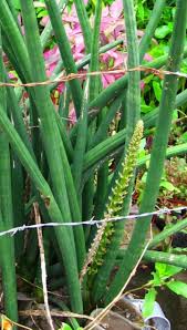 Image result for Sansevieria pearsonii