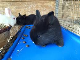 What is the largest flea market in america? Arica S Flea Market Home Facebook