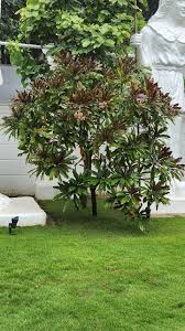 Image result for Mimusops obtusifolia