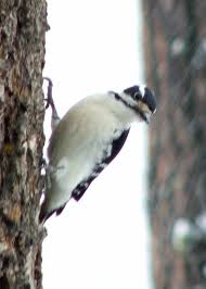 Birds Of Eastern Washington State Winter Visitors With Images Birds Winter Animals