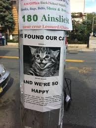 Help, i've lost my cat! Lost Cat Found Of The Day The Daily What Daily Dose Of What