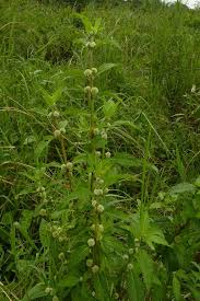 Image result for Hyptis lanceolata