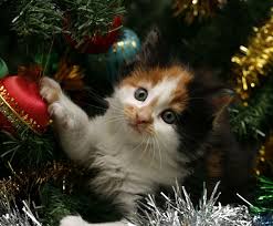 Resultado de imagen de GATOS NAVIDAD