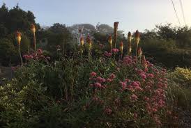 Image result for Gnidia hockii