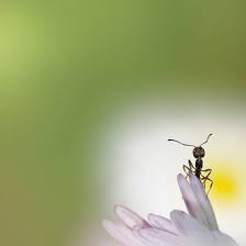 Best Photos 2 Share Creative Macro Photography Ideas Creative Macro Photography Macro Photography Macro Photography Nature