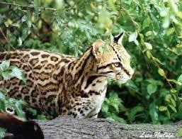Bildergebnis Fur What Are The Cute Animals That Live In The Emergent Layer Of The Rainforest Rainforest Animals Endangered Animals List Amazon Animals