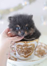 We did not find results for: Micro Teacup Pomeranian Craigslist Novocom Top
