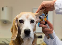 44 banfield promo codes, tested and verified daily. Banfield Pet Hospital Free Exam And Consultation Modmomtv