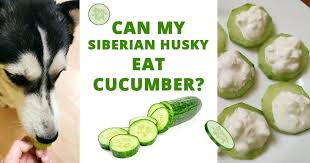 Treats are just a supplement to a balanced diet. Can My Siberian Husky Eat Cucumber Husky Advisor Husky Diet