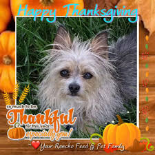 Shop chewy for small and large bird cages and accessories for all size breeds of birds. Rancho Feed And Pet Home Facebook