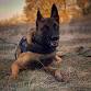 Canine Legal Updates (Patrol & Drug-detection)