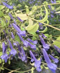 Image result for Isodon ramosissimus