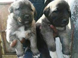 altinyayla kangal yavrusu satilik kopek yavru kopek