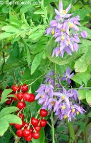 Image result for Solanum torreanum