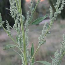 Image result for Chenopodium phillipsianum