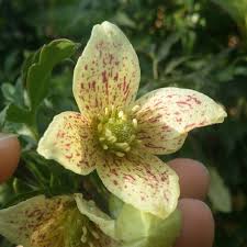 Check spelling or type a new query. Clematis Cirrhosa Var Balearica Fern Leaved Clematis In Gardentags Plant Encyclopedia