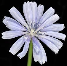 Image result for Cichorium intybus