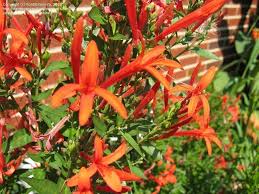 Despite its somewhat messy growth habit, this shrub produces beautiful red, orange, white, or pink flowers that bloom as early as march or april. Hummingbird Bush I Have 2 In My Yard And Love Them So Do The Hummingbirds Hummingbird Plants Plants Deer Resistant Garden