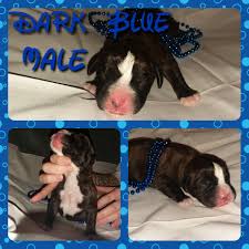 Lancaster puppies advertises puppies for sale in pa, as well as ohio, indiana, new york and other states. Boxer Puppies For Sale Cincinnati Oh 289094 Petzlover