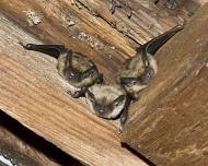 Bat Count