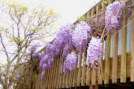 Pin On Balcony Garden