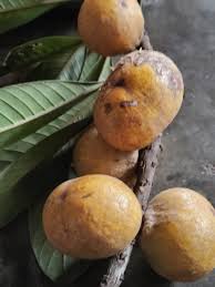 Image result for Pouteria