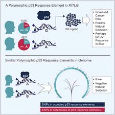 We are officially entering cancer season and the beginning of summer. A Polymorphic P53 Response Element In Kit Ligand Influences Cancer Risk And Has Undergone Natural Selection Cell
